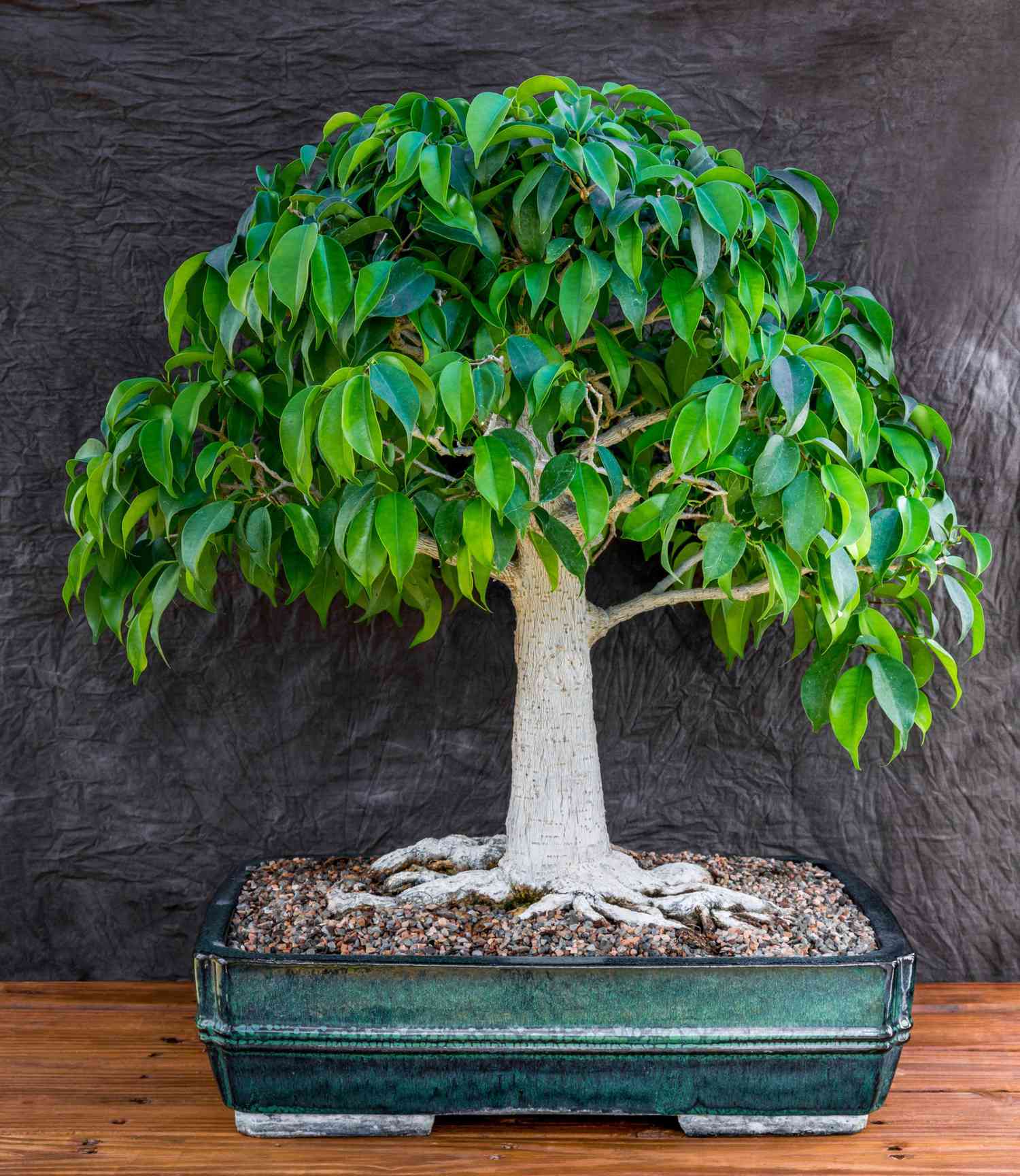 Bonsai 2